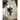Laser Scanner Leica P40 - Geostore - GeoStore